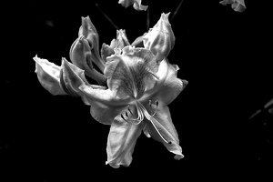 rhododendron 2021.02 as bw