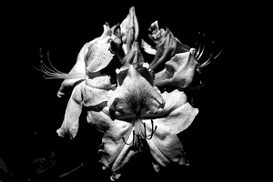 rhododendron 2021.03 as bw