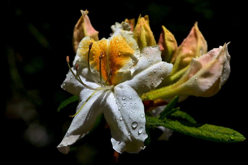rhododendron 2021.05_as.jpg
