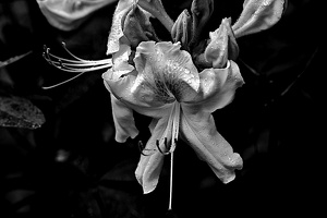 rhododendron 2021.06 as bw