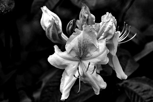 rhododendron 2021.07 as bw