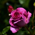 rosa centifolia 2021.01 as