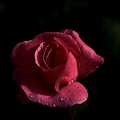 rosa centifolia 2021.03 as