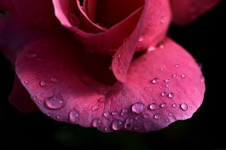 rosa centifolia 2021.05_as.jpg