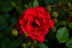 rosa centifolia 2021.09 as