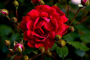 rosa centifolia 2021.10 as