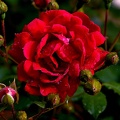 rosa centifolia 2021.10_as.jpg