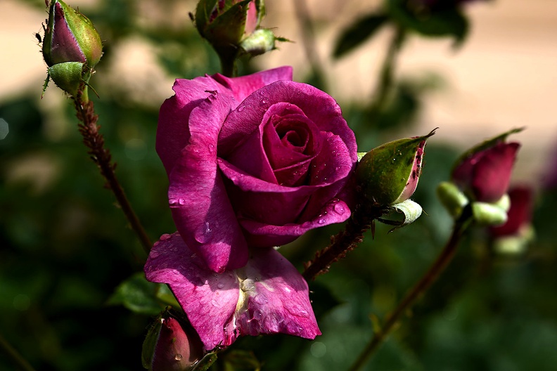 rosa centifolia 2021.11_as.jpg