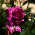 rosa centifolia 2021.11 as