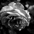 rosa centifolia 2021.13 as bw