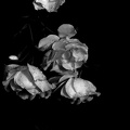 rosa centifolia 2021.14_as_bw.jpg