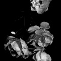 rosa centifolia 2021.15 as bw