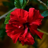 hibiscus 2021.03 as