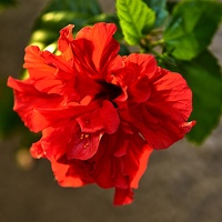 hibiscus 2021.05 as