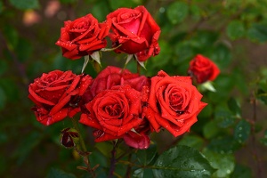 rosa centifolia 2021.16 as