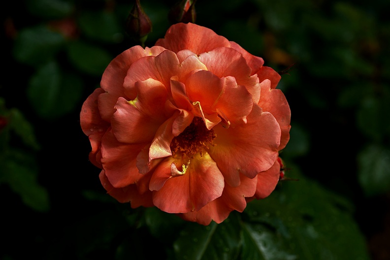 rosa centifolia 2021.18_as.jpg