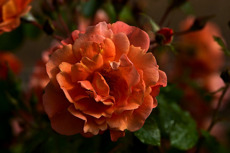 rosa centifolia 2021.19_as.jpg