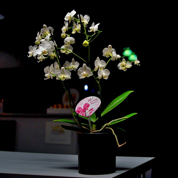 orchidea 2021.01_as.jpg