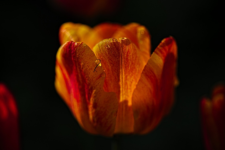 la tulipe 2021.16_rt.jpg
