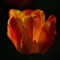 la tulipe 2021.16 rt