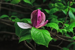 magnolia 2021.05 rt