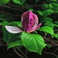 magnolia 2021.05 rt