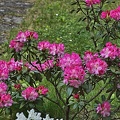 rhododendron 2021.09 rt