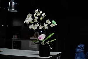orchidea 2021.02 rt