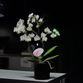 orchidea 2021.02_rt_dream.jpg