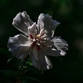 hibiscus 2021.05a_rt.jpg