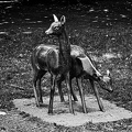 two.hinds 2007.01 rt bw
