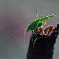 grasshopper 2021.01_rt.jpg