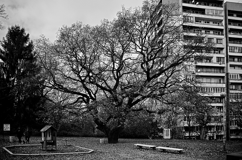 autumn oaks 2021.01_rt_bw.jpg