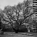 autumn oaks 2021.01_rt_bw.jpg