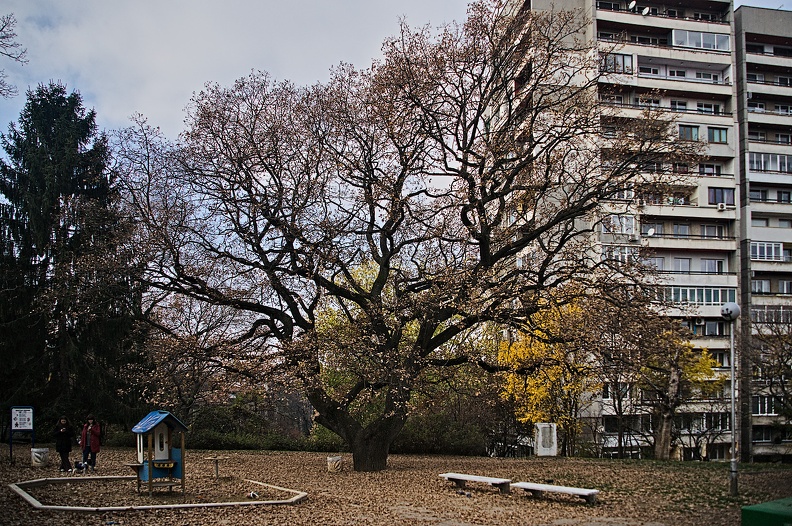 autumn oaks 2021.01_rt.jpg
