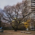 autumn oaks 2021.01 rt
