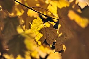 autumn yellow 2021.01 rt