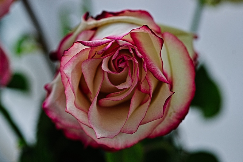 rosa centifolia 2022.01_rt.jpg