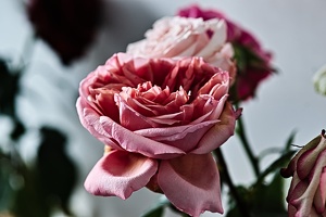 rosa centifolia 2022.02 rt