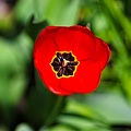 la tulipe 2022.04 rt
