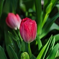 la tulipe 2022.05_rt.jpg