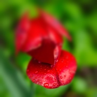 la tulipe 2022.13 rt blur
