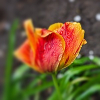 la tulipe 2022.18 rt blur