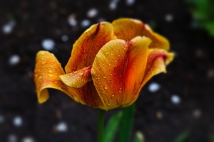 la tulipe 2022.19 rt blur