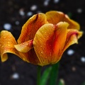 la tulipe 2022.19 rt blur