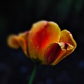 la tulipe 2022.20_rt_blur.jpg