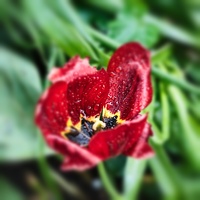 la tulipe 2022.22 rt blur