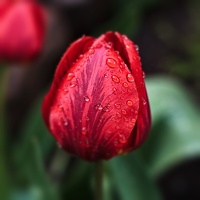 la tulipe 2022.24 rt blur