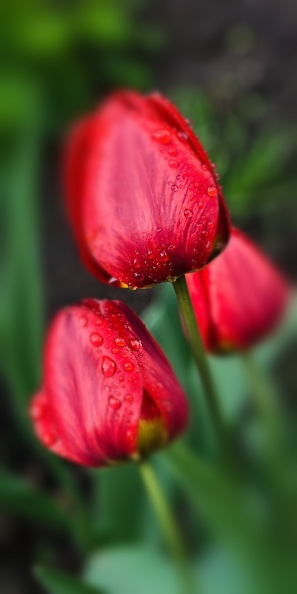 la tulipe 2022.25_rt_blur.jpg