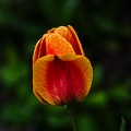 la tulipe 2022.26_rt.jpg
